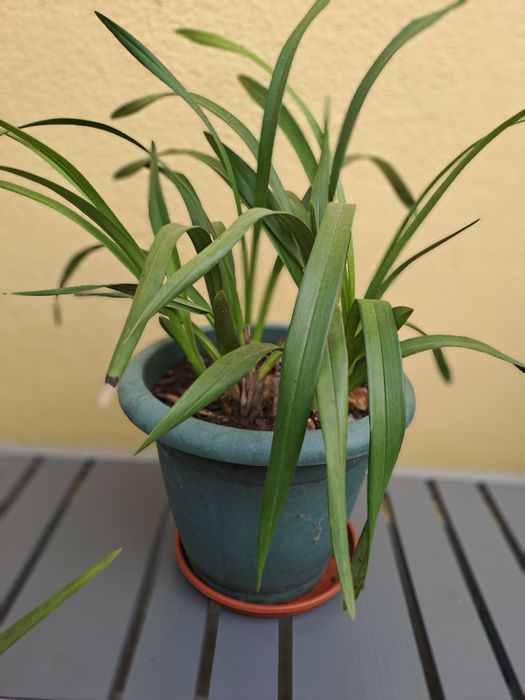 Orquideas rosa ou amarela