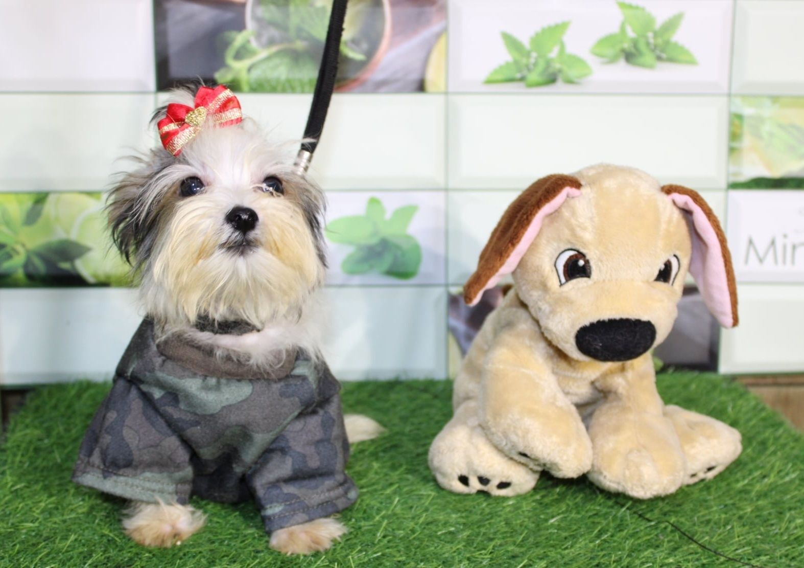 Biewer Yorkshire Terrier miniaturka mini piesek