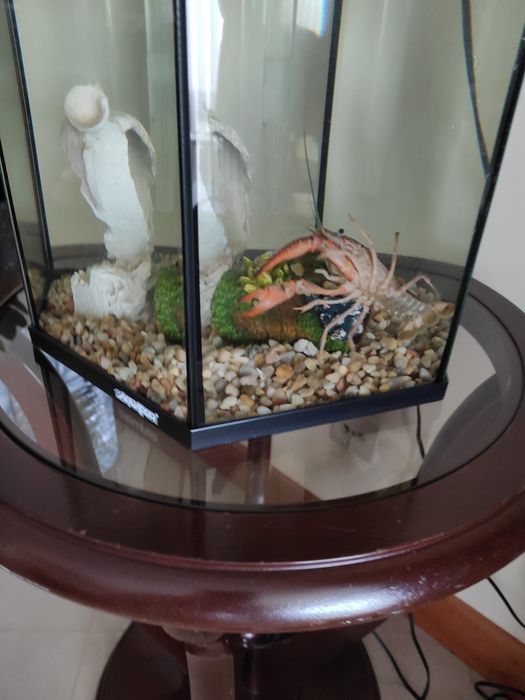 Aquário (sem o lagostim)
