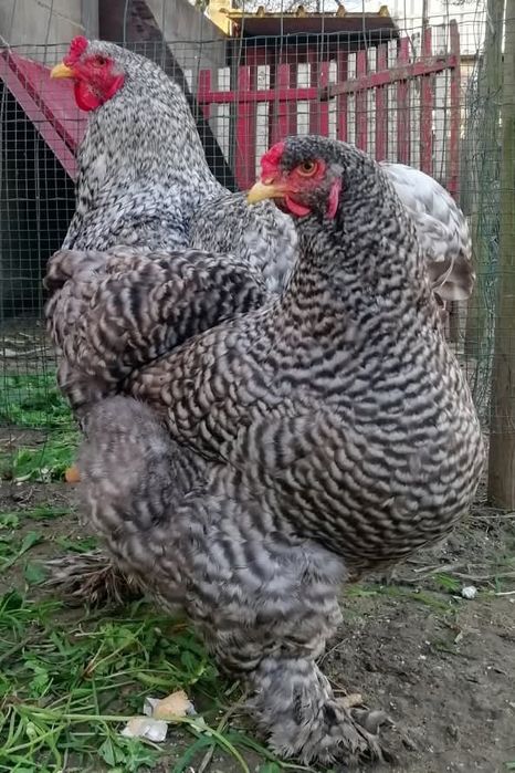 Aves Ornamentais Brahmas várias mutações