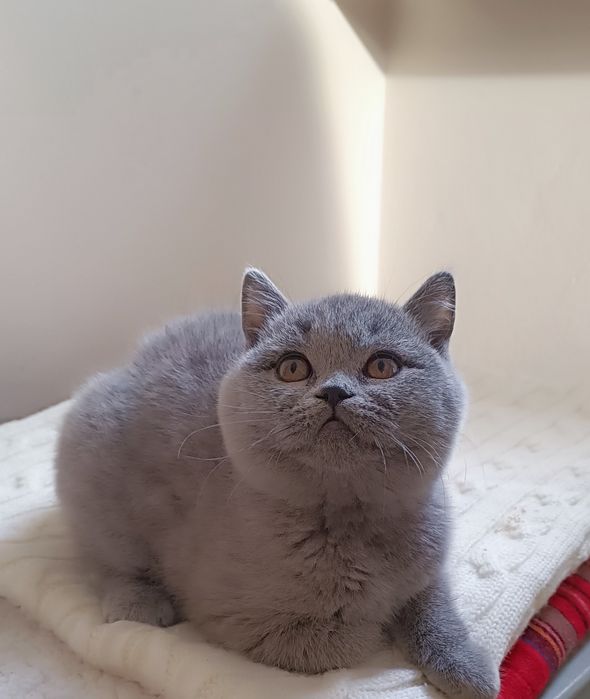FPL kocięta Brytyjskie =^..^= niebieski kocurek już do odbioru!