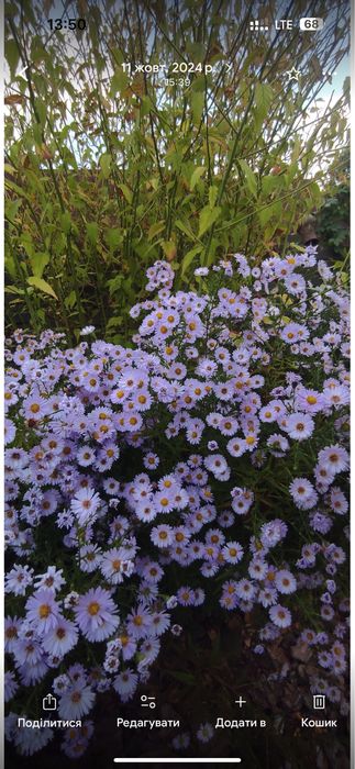 Продам надлишки багаторічних розслин з власного саду.