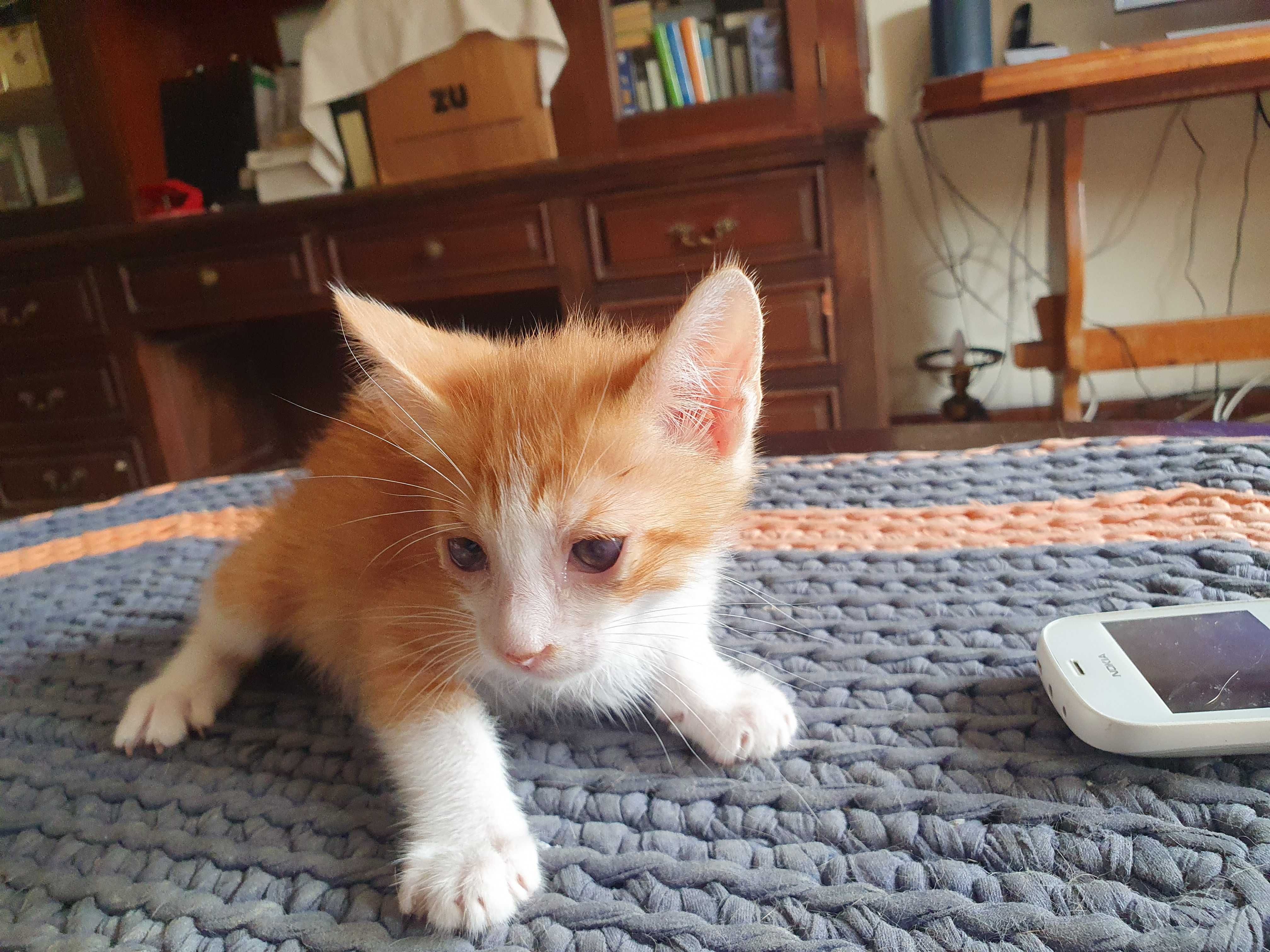 Gatinhos para adopção responsável
