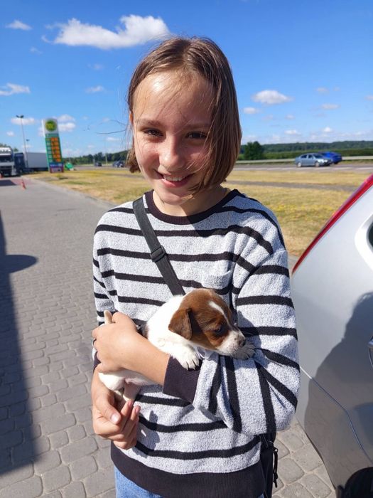 Щенки джеки найкращі