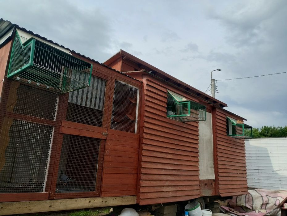 Gołębie pocztowe przelotowane młode 2025