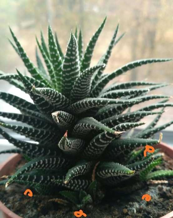 Цветок Хавортия полосатая, многолетнее низкорослое растение, суккулент