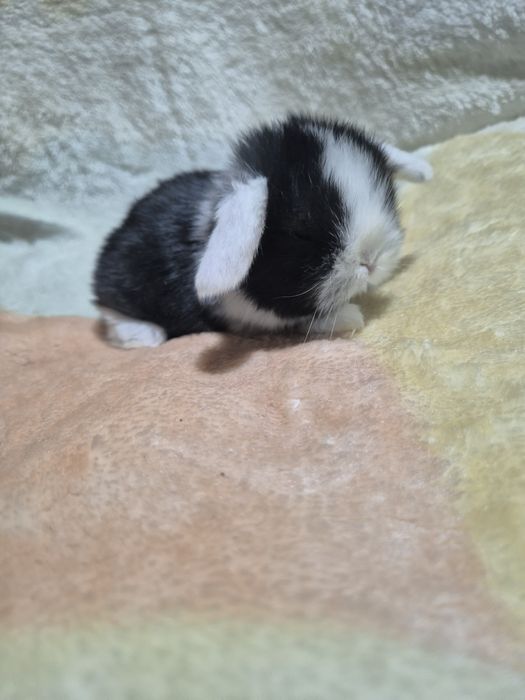Mini lop króliki