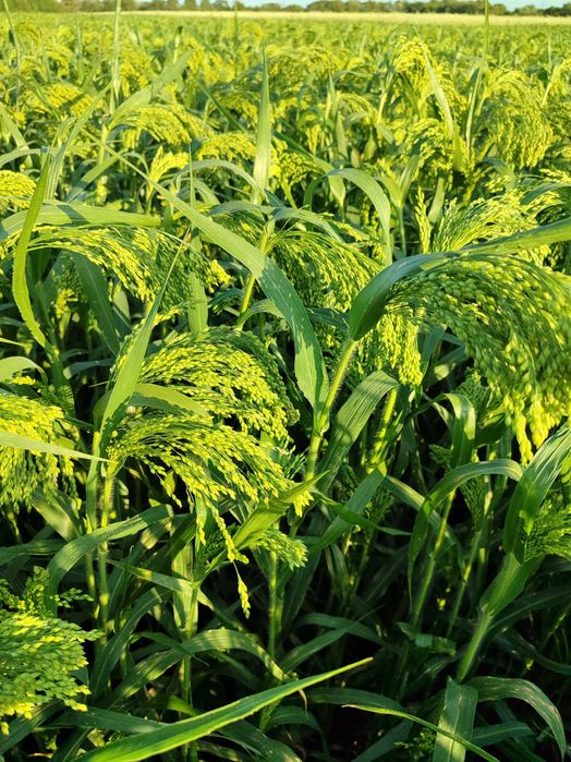 Просо жовте зерно, насіння, корм для папуг, птахів