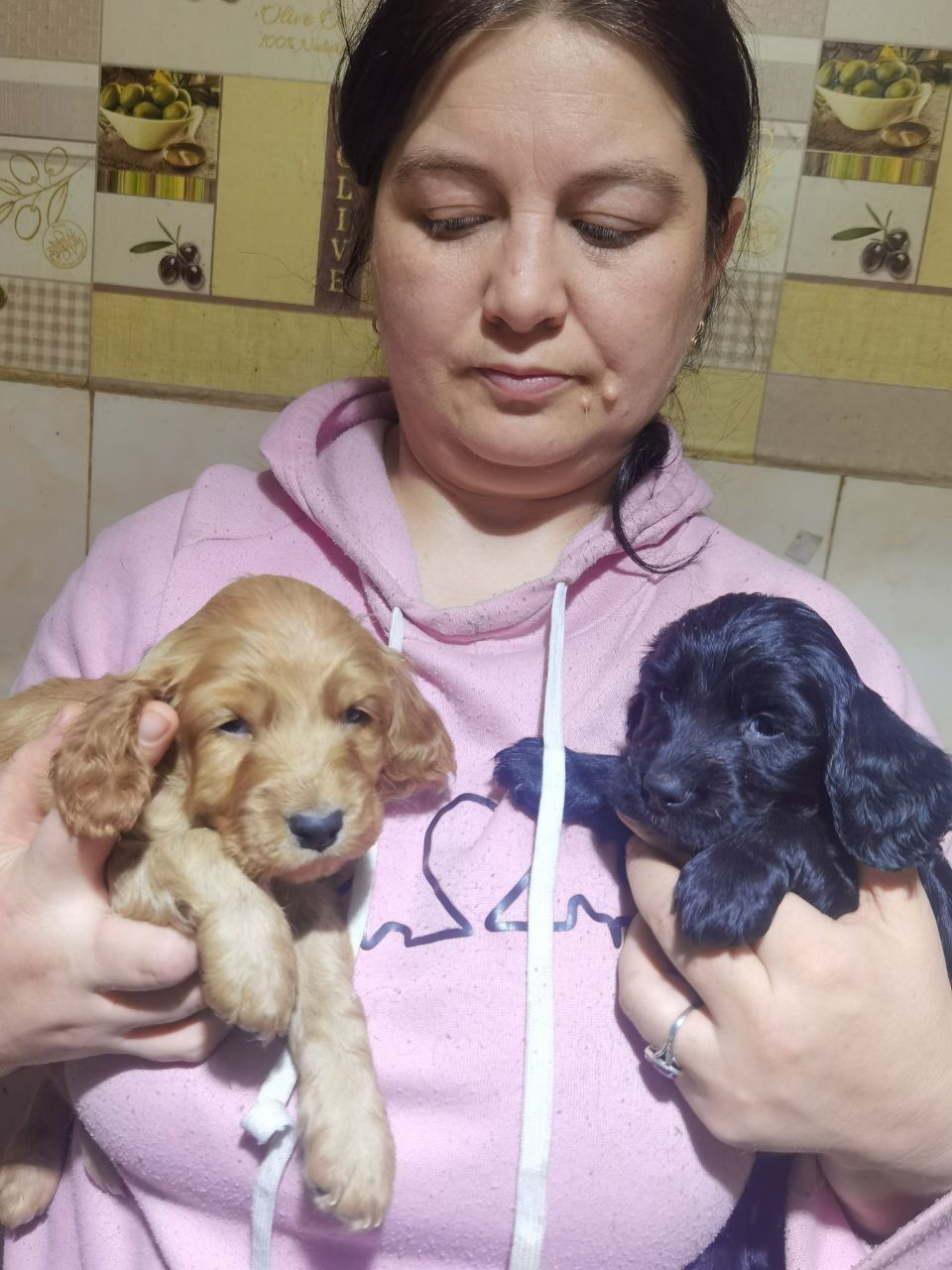 Продам цуценят англійський кокер спаниель от чистокровних родителей