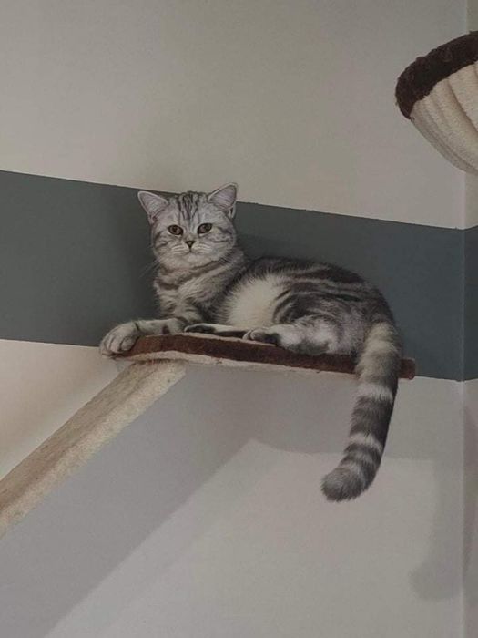 Kotka brytyjska Diva