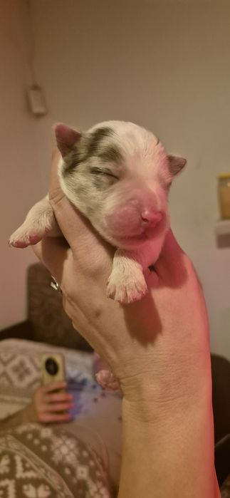 Border collie piesek red merle