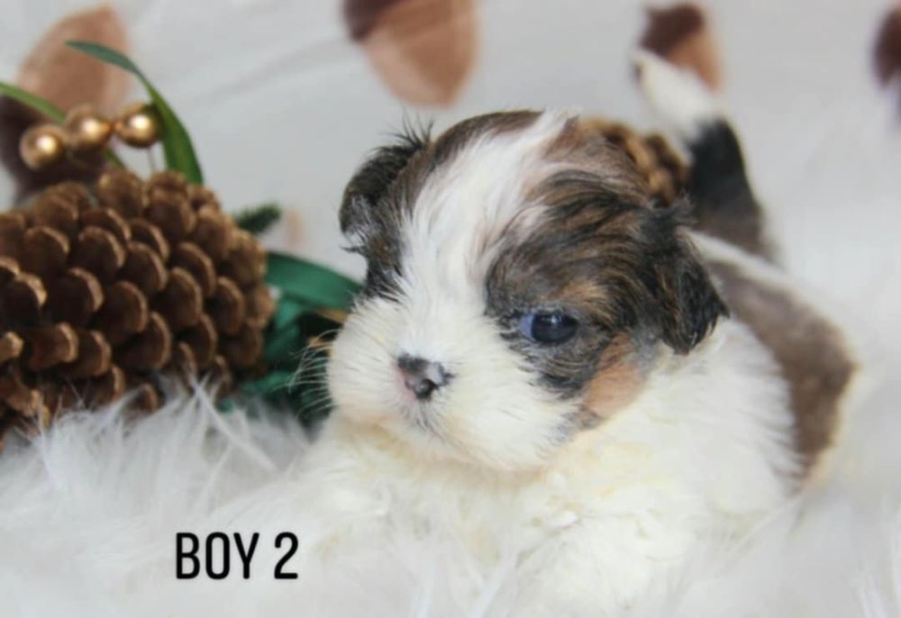 Shih- tzu piesek Zkwp FCI