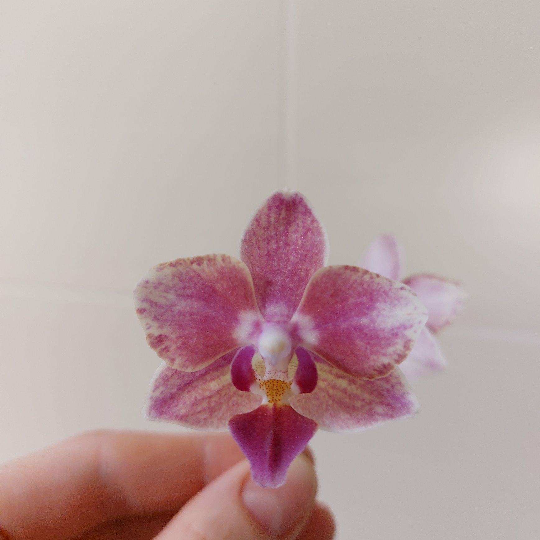 Орхидея Bowdion ароматная