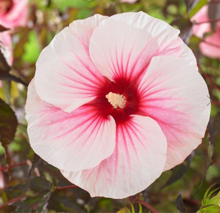 Hibiskus bagienny carousel pink candy ogromne kwiaty