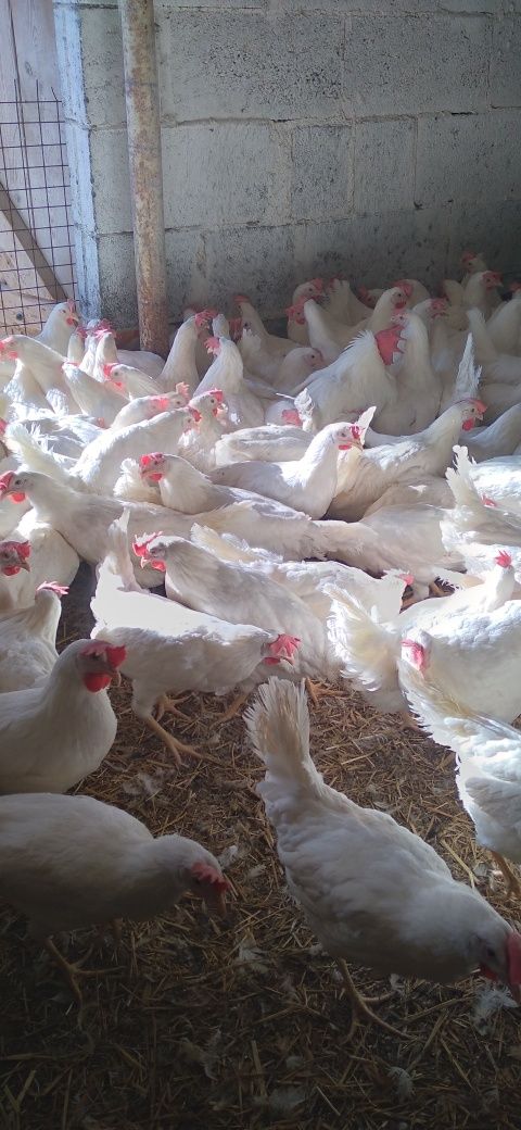 Kury Nioski Leghorn 24 tygodnie! Z jajkiem.  Wysyłka!!