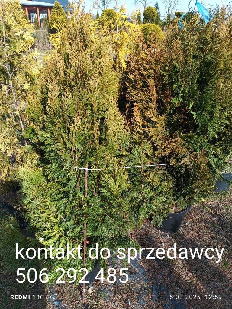 Krzewy iglaki  ozdobne Siennica
