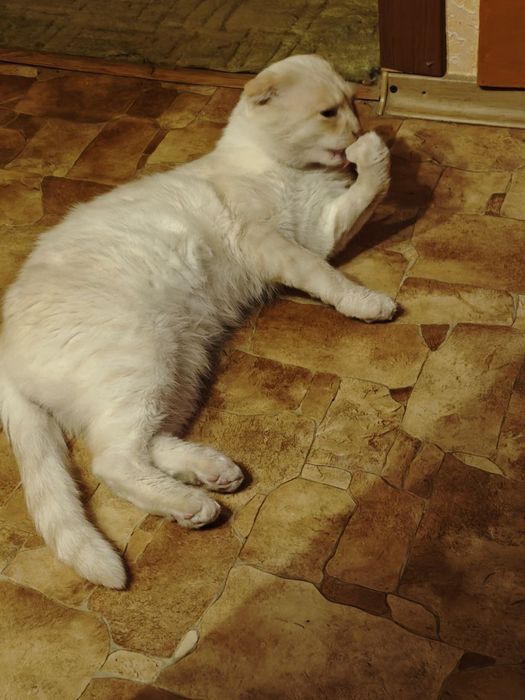 Котик в добрі руки