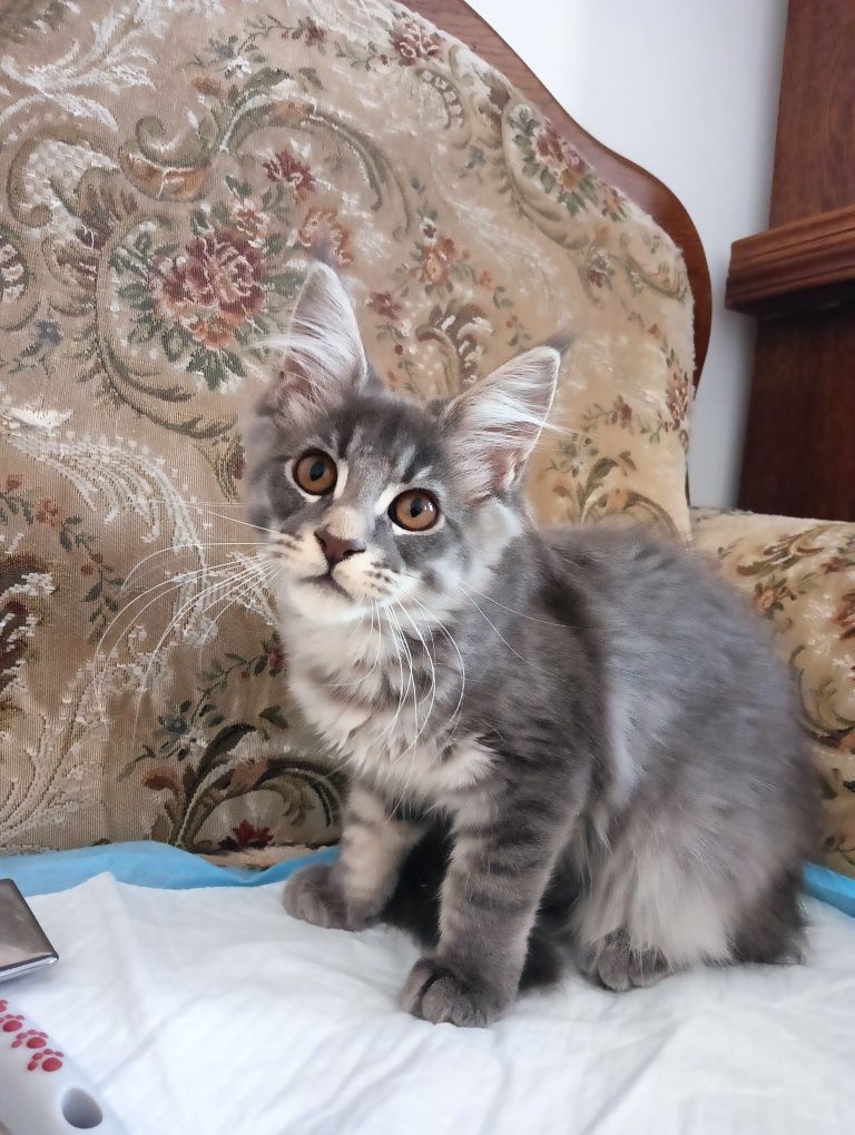 Maine coon masywna niebieska pręgowana koteczka z rodowodem FPL