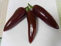 Семена перца Jalapeno brown ( Халапеньо шоколадный (коричневый)