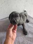 Cane corso fêmea cinzenta