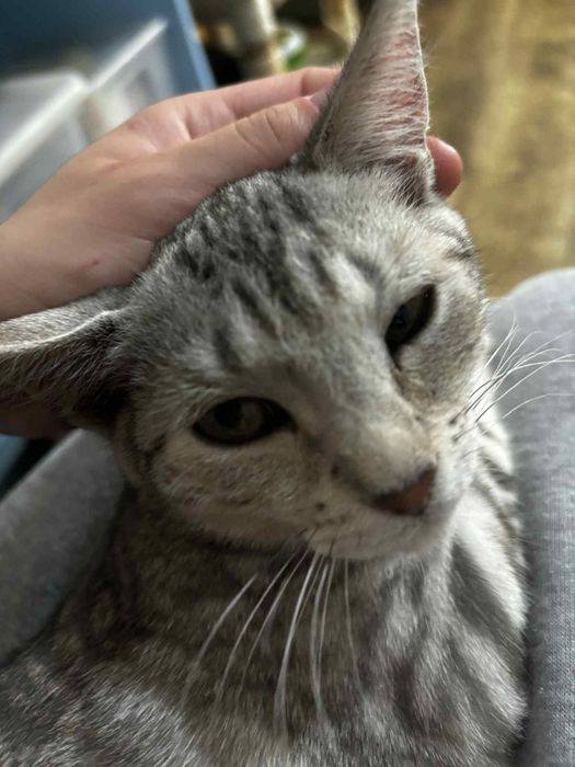 Łajbus żywe srebro chce pobiec do domu-kot do adopcji