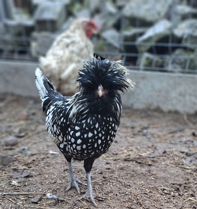 Koguty Czubatki, srebrzyste