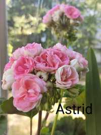 Пеларгонія Astrid квітне
