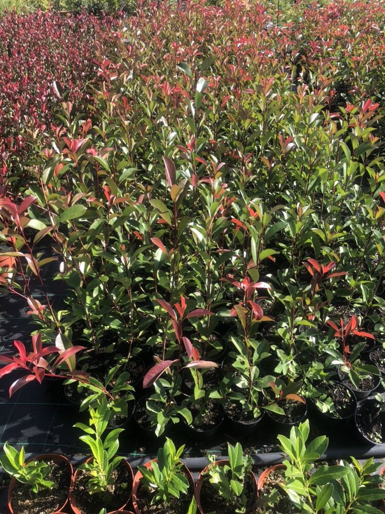 Photinia Red Robin - para sebes