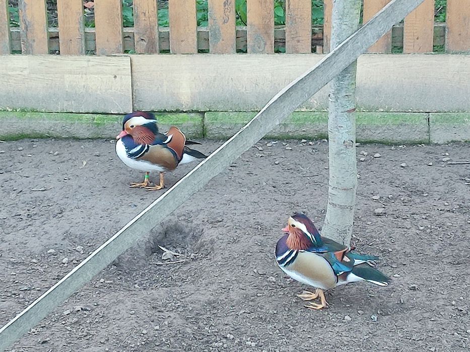 Sprzedam  kaczki mandarynki