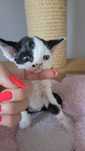Devon rex piękny kocurek