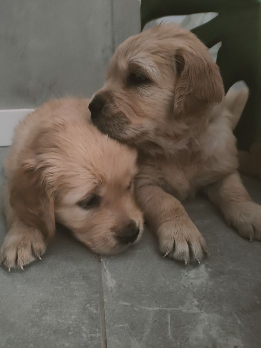 Szczeniaki Golden Retriever