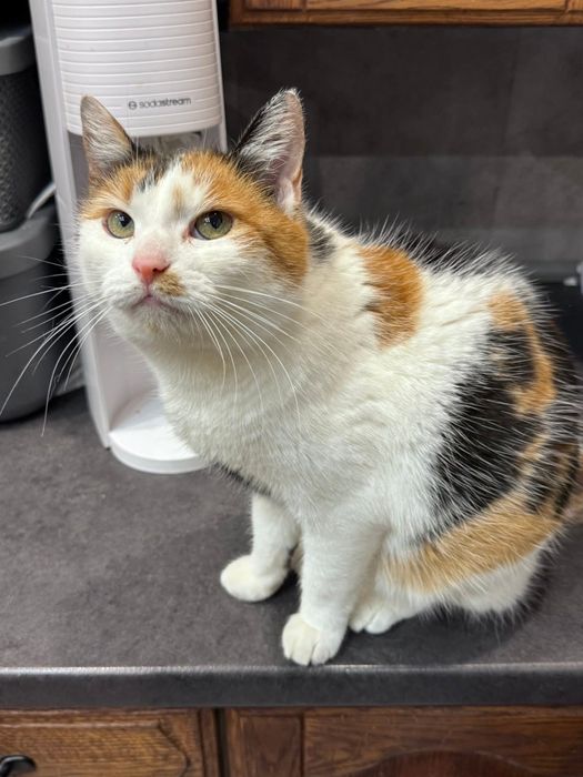 Hrabina szuka swojego królestwa na stałe