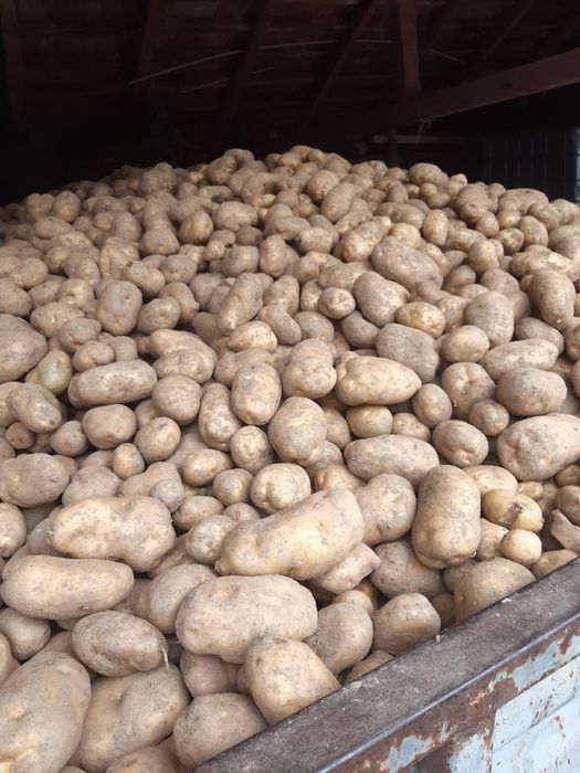 Ziemniaki odmiany jadalne na oborniku pakowane po 15kg lub 30kg!!!