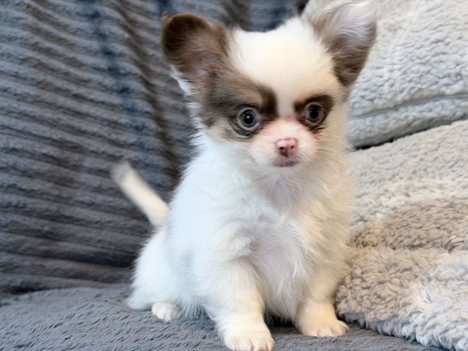 Chihuahua piesek bialo czekoladowy