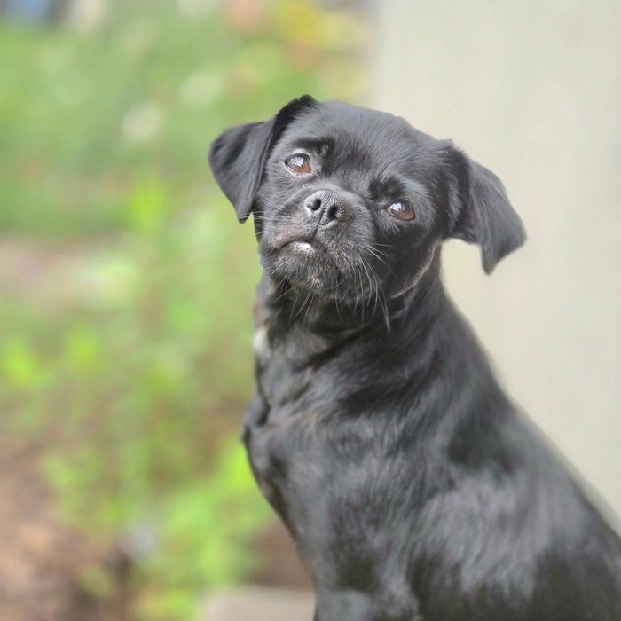 Czarna sunia do adopcji