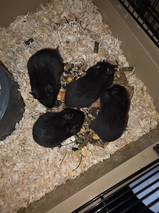 Chomiki  syryjskie – gotowe do adopcji, 50 zł