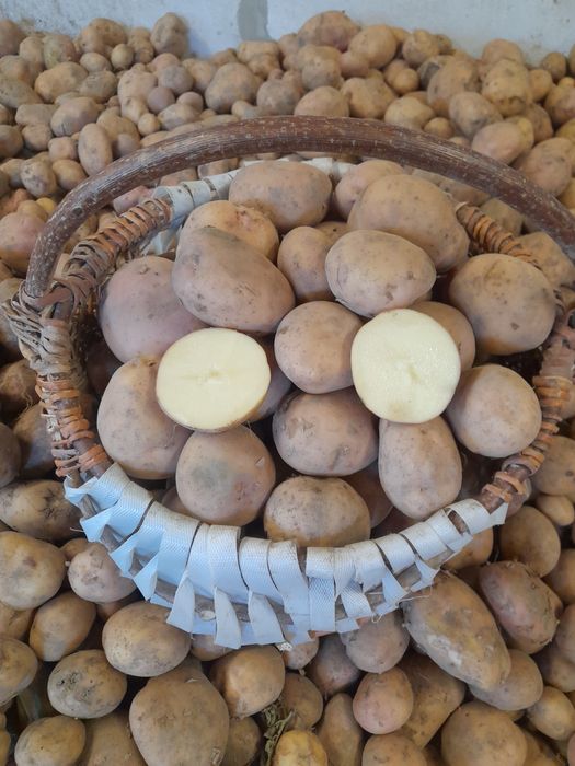 Ziemniaki jadalne ,, Amerykanka -rudof