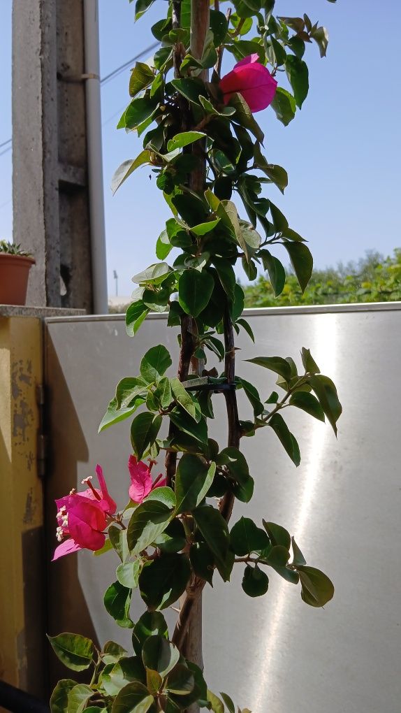 Voganvilla vermelha a rosa chok, lindíssima com metro e meio de altura