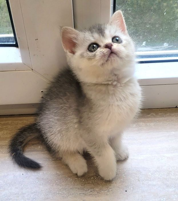 Кошенята срібної та золотой шиншили