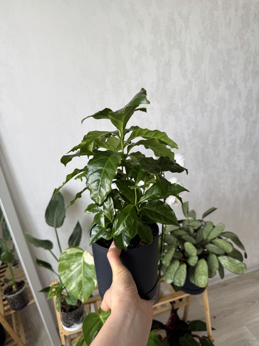 Кава Арабіка 14 горщик, продаю разом з горщиком