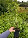P11 Śliwa ałycza Prunus Cerasifera HURT-DETAL Dostawa