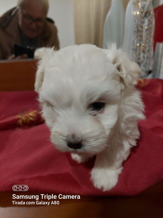 Lindo cachorrinho bixom maltes branquinho