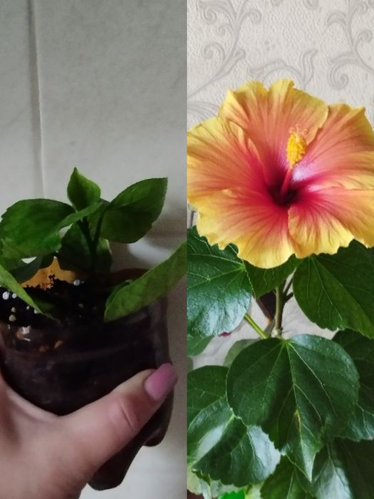 Комнатные цветы .