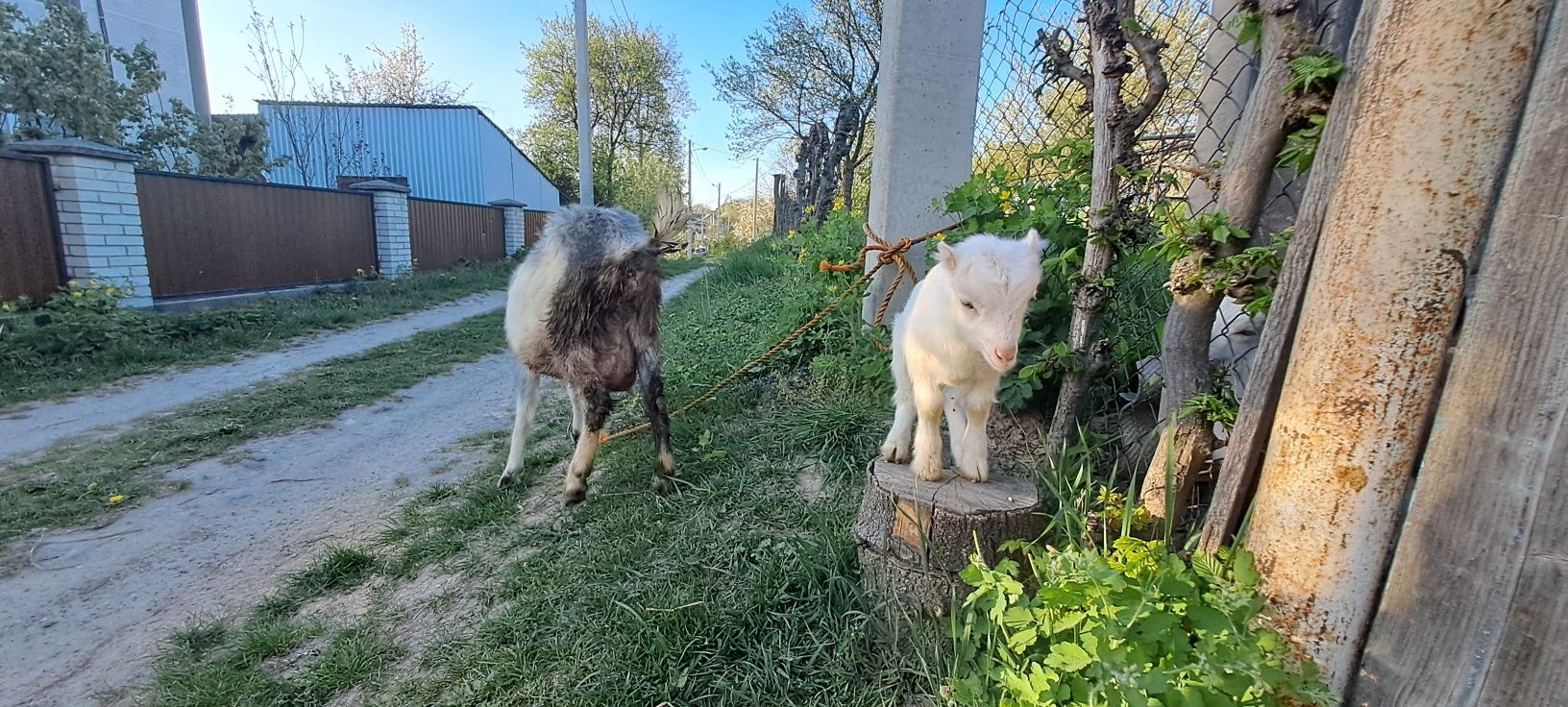 Продається молода коза з козенятком