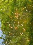Peixes de água fria para aquários ou lago