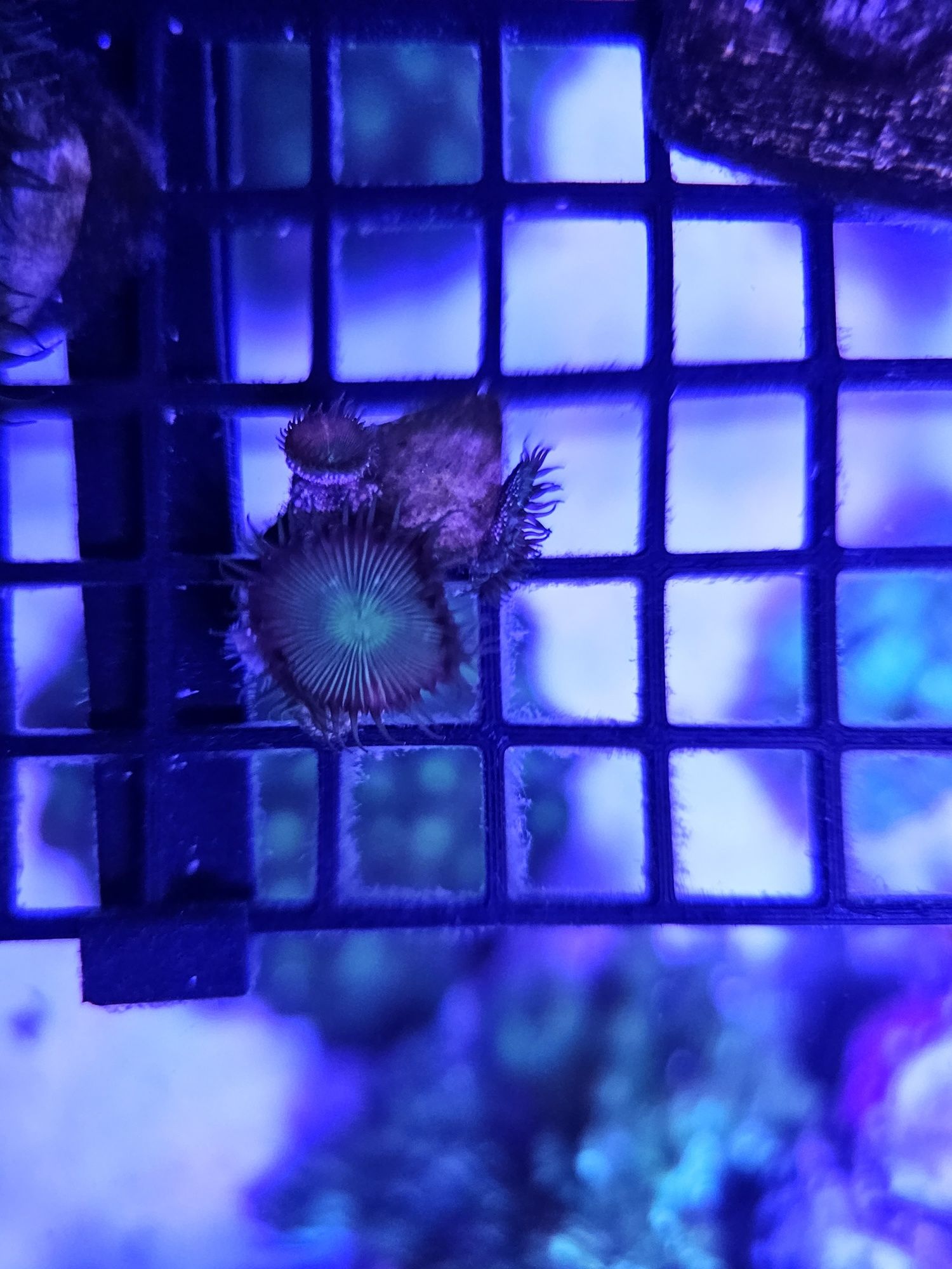 Koralowiec miękki zoanthus