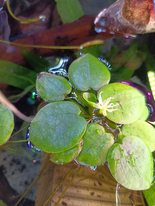Vendo ou Troco; Amazon Frogbit (Limnobium laevigatum)