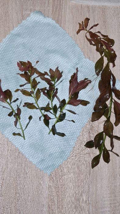 Planta aquática Ludwigia palustris red