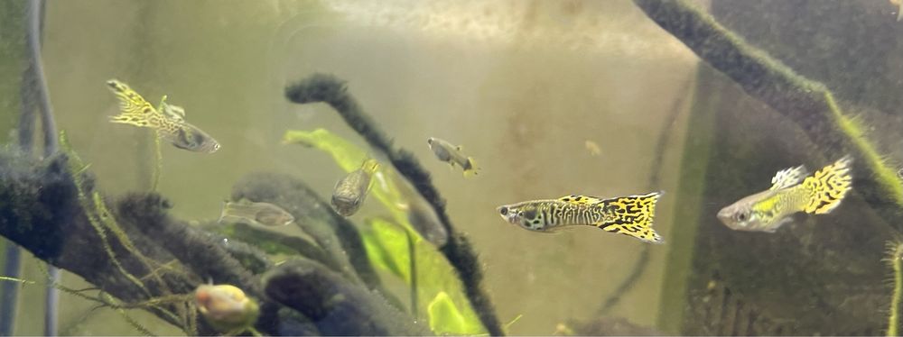 Vendem-se guppys