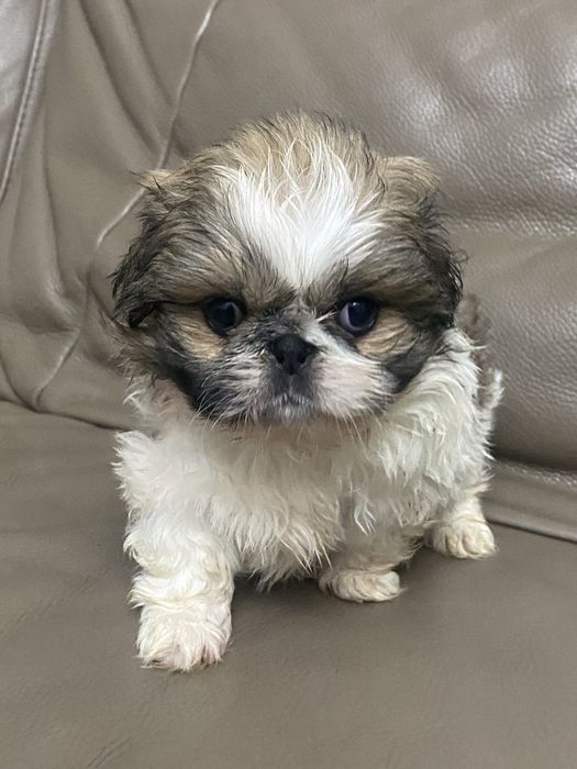 Sympatyczny piesek Shih tzu